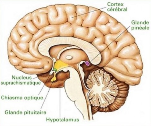 Hypotalamus Glande pinéale